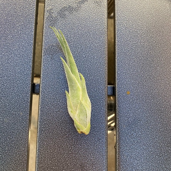 2 LEFT: Terrarium - Picture 7 of 7